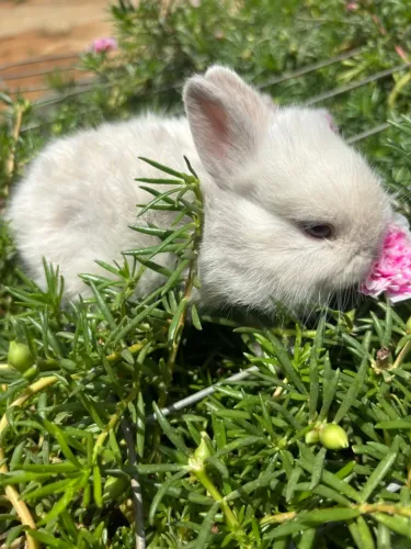 Coelhos