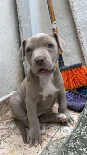 Vende-se fêmea de pitbull c/American bully ?