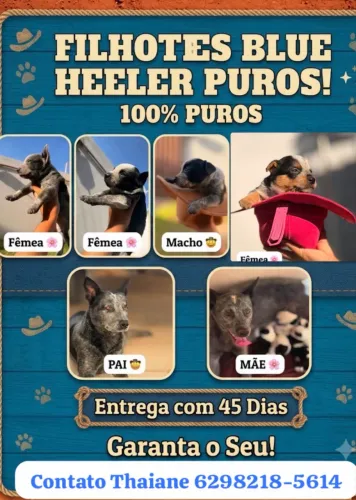 Filhotes blue heeler