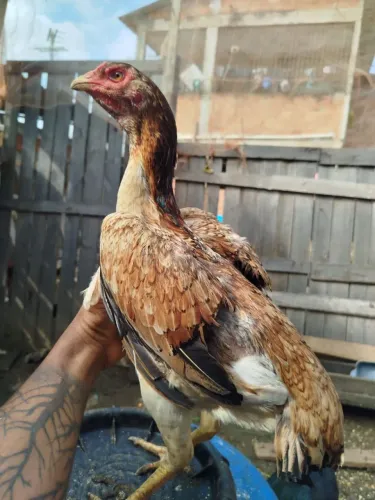 Galinha índio primeira postura