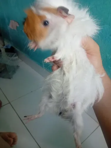 Porquinha da índia abissínia 