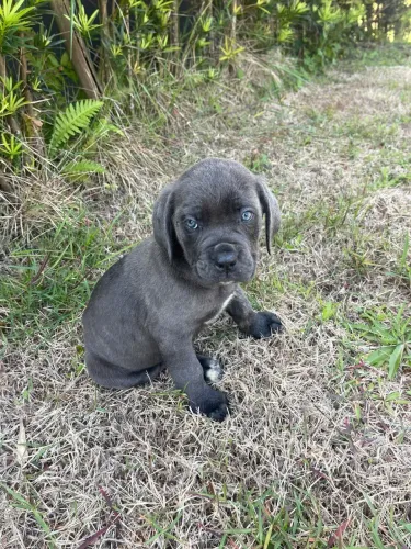 Filhote de cane corso
