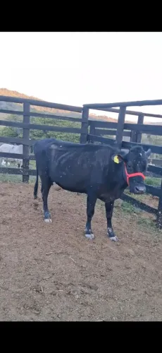 vaca jersolanda parida. 