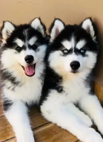 Lindos filhotes de huskys para seu pai!