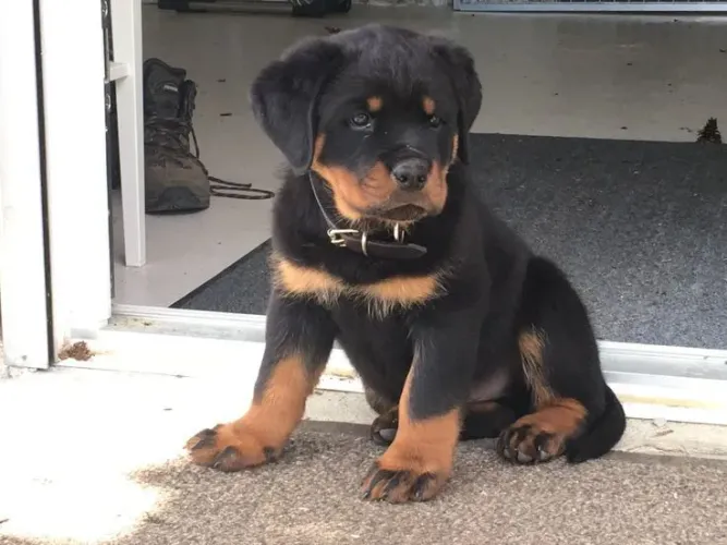 Rottweiler macho cão de guarda