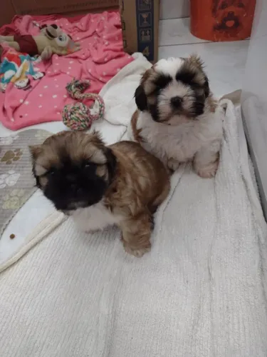 Shih tzu