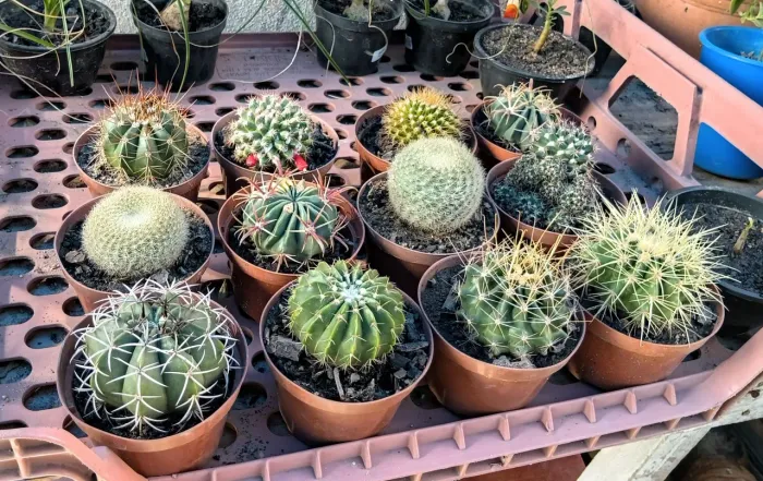 Cactos médios em vaso nº11 - Duque de Caxias