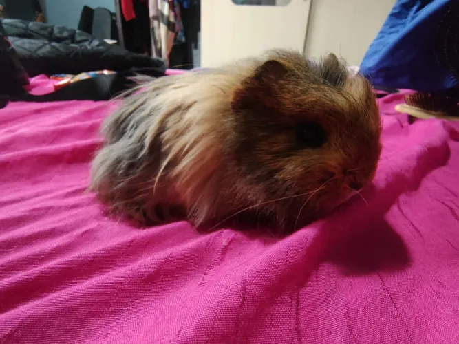 Porquinho da Índia filhote macho 2 meses