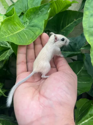 Gerbil filhotes