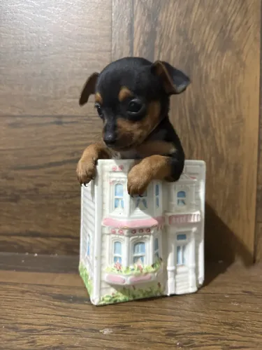 Linda fêmea de Pinscher 0