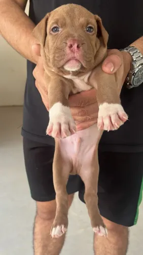 Pitbull filhote