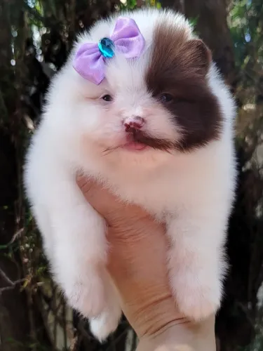 Spitz alemão