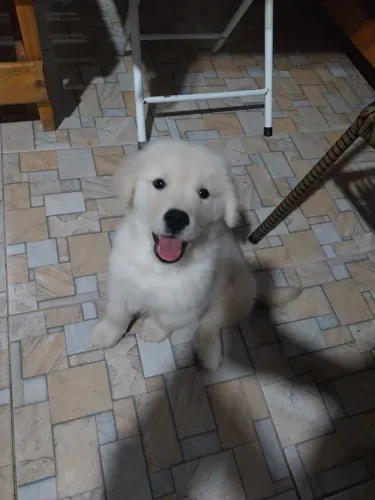 Golden Retriever filhotes com apenas 2 meses de vida