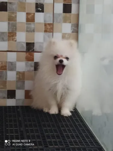 Lulu da Pomerânia