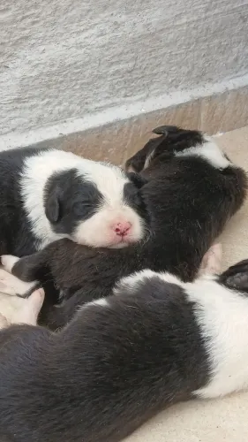Filhotes de Border Collie disponíveis 