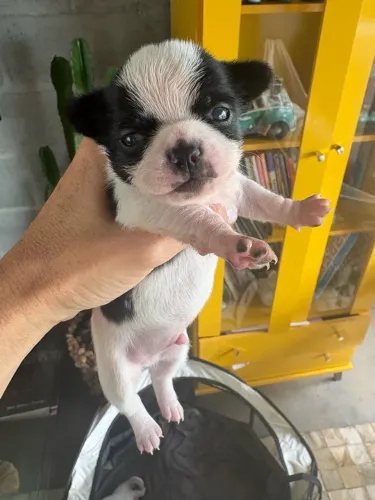 Chihuahua machinho nascido 17.09.2026
