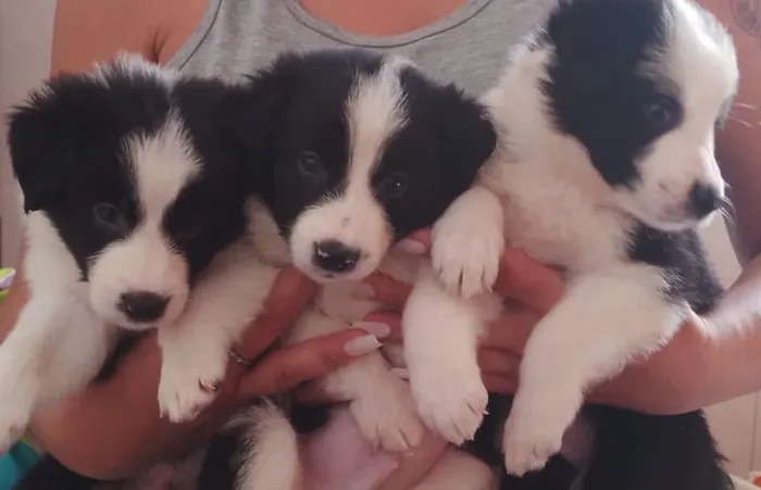 Border collie 50 dias