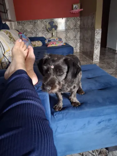 Cadela para adoção