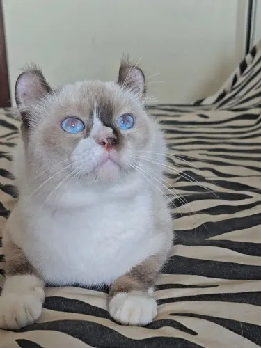  AMERICAN CURL  MACHO 06 MESES 