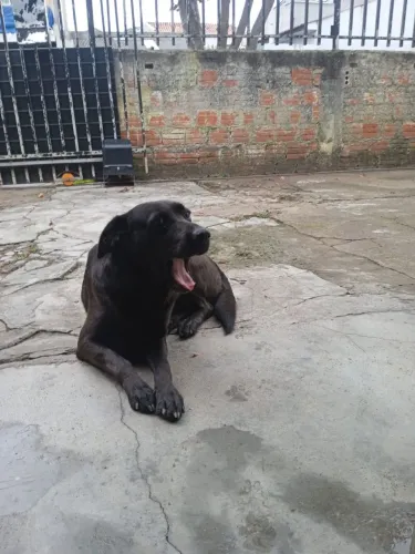 Adoção responsável labrador fêmea