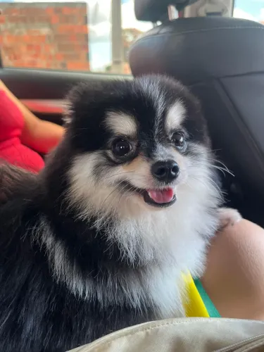 Lulu da pomerania procura namorada