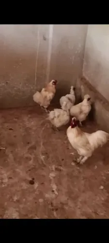 Galinha sedosa do Japão 