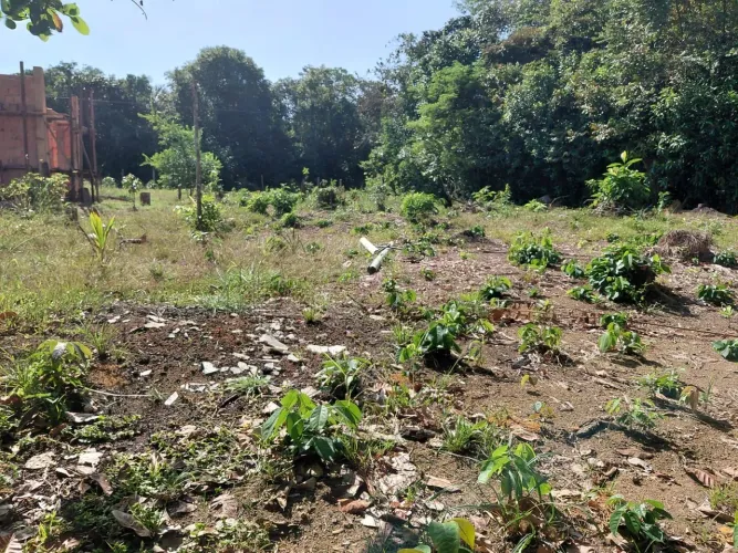 Lote Estrada Janauari - Iranduba