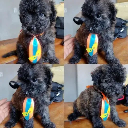 Oferta filhotes lindos yokshire com maltês só 199