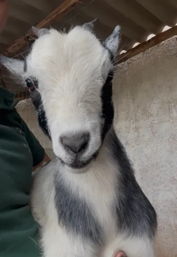 Mini cabra fêmea
