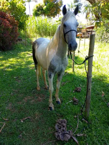 Vendo cavalo marcha batida macio de sela 