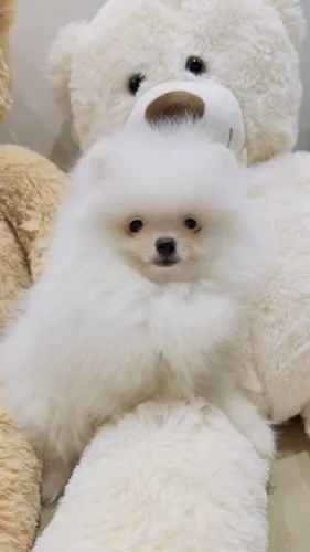 Spitz Alemão anão branco puro com garantia total de saúde!