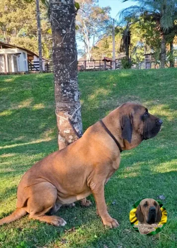 Fila Brasileiro 