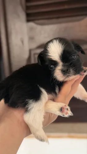 Shih-tzu