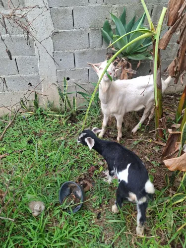 Vendo bode, cabra e cabrito