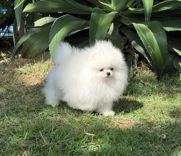 Spitz alemão ( Lulu da pomeranea)