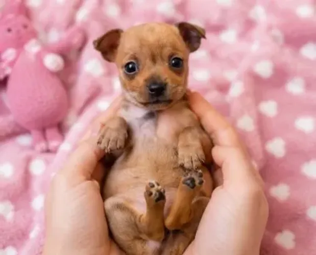 Baby Pinscher/Pincher/Pinsher/Pintier linhagem selecionada e super dócil