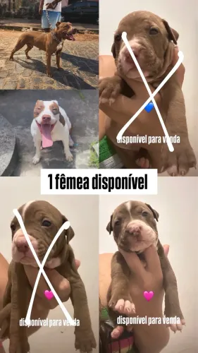 Pitbull disponível para venda 