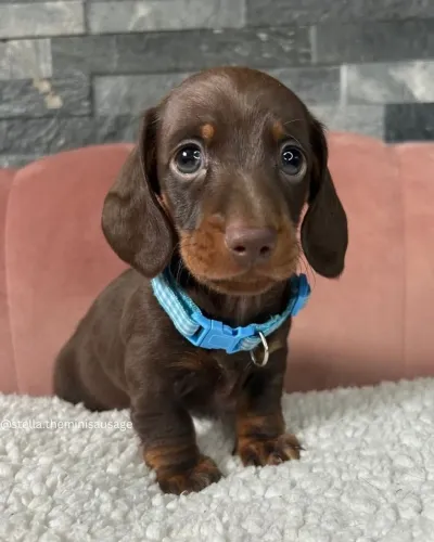 Daschund chocolate 55 dias 