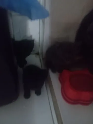 Catos pretos lindos para adoção 