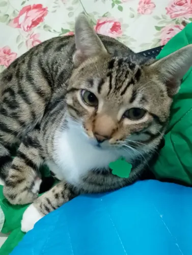 Doação responsável de gato macho
