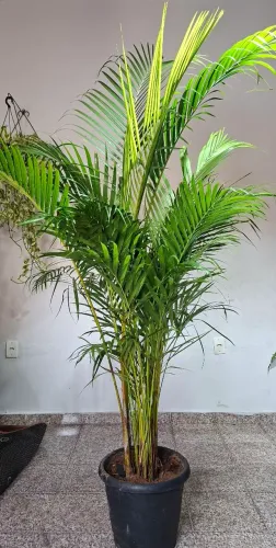 Palmeira areca bambu 2 metros de altura
