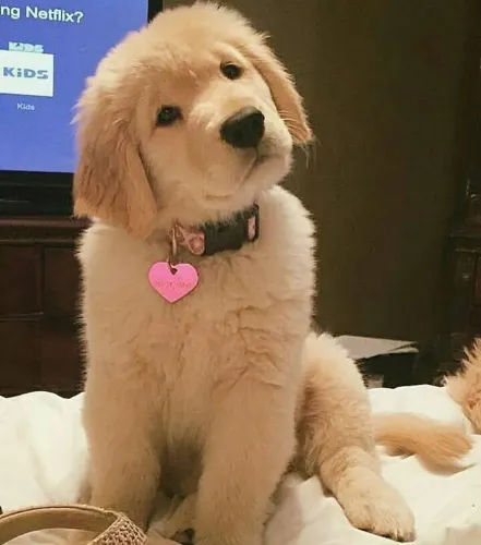 Golden Esse dog tem tudo para ser sua melhor escolha