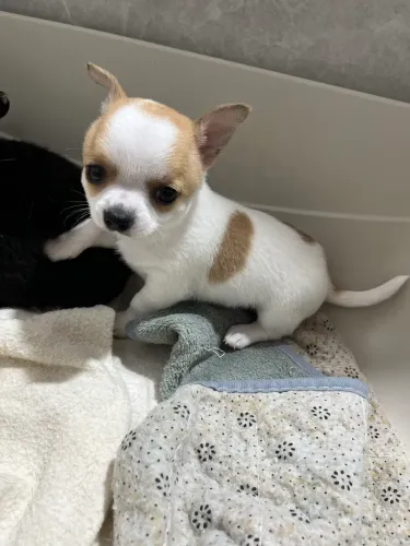 Vendo chihuahua macho pelo curto