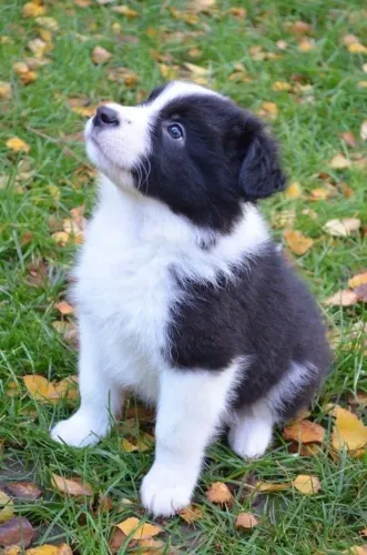 Border Collie - Filhotes Cheios De Amor Esperando Uma Nova Amizade 