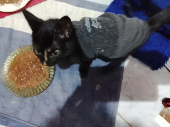 Alguém para adotar a Maia?