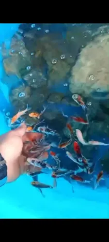 Carpa colorida