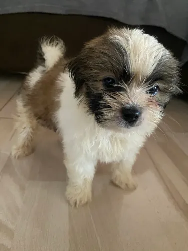 Vende-se filhote de shihtzu