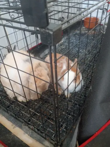 Mini coelhos