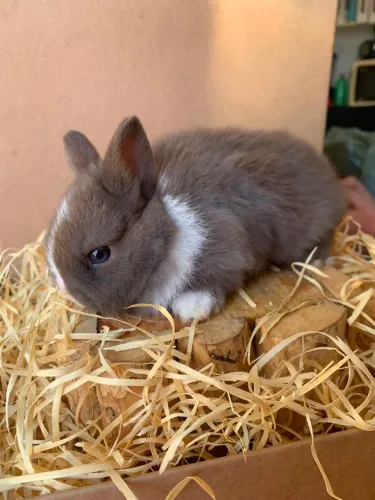 Mini coelho