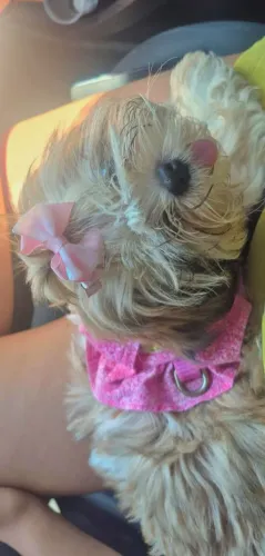 Shih Tzu mini